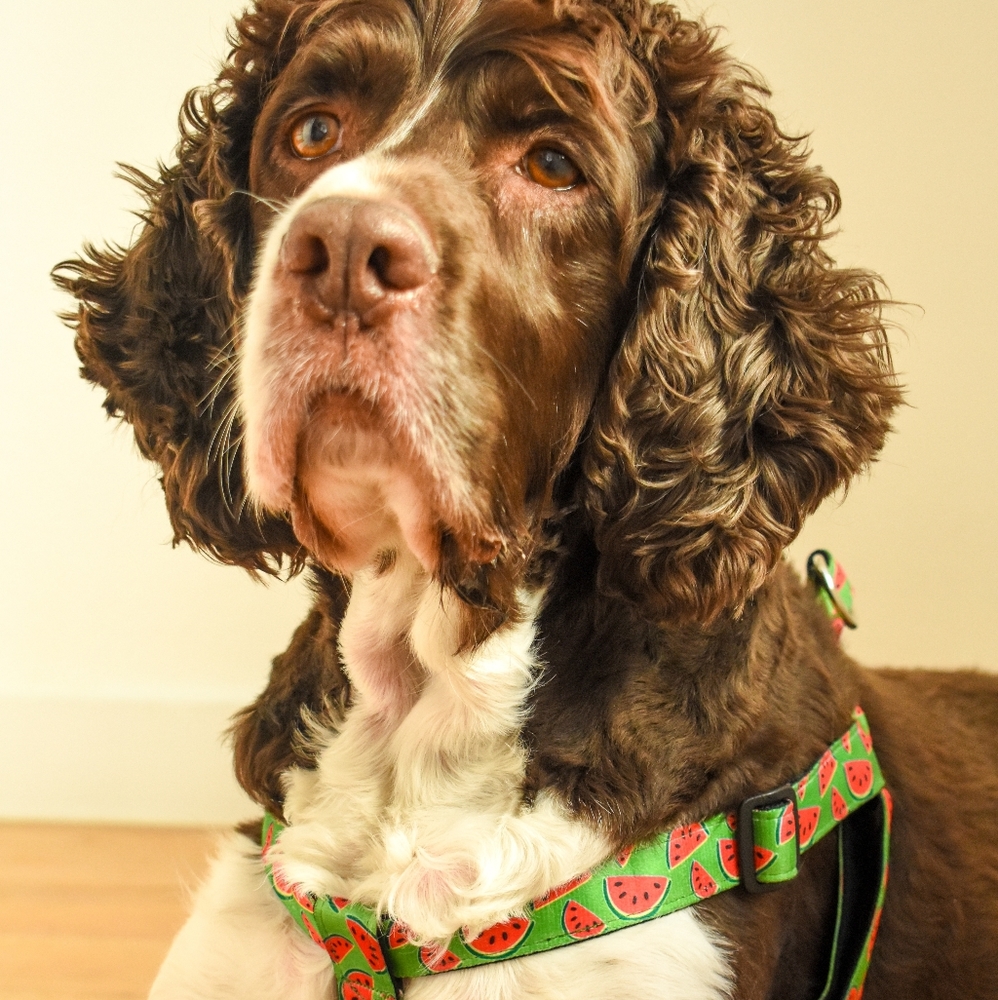 Watermelon Dog Harness